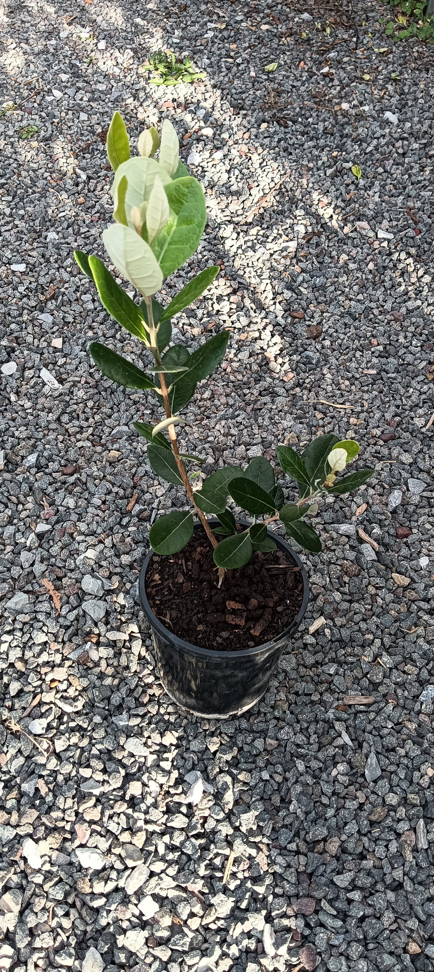 Feijoa "Pineapple Guava"