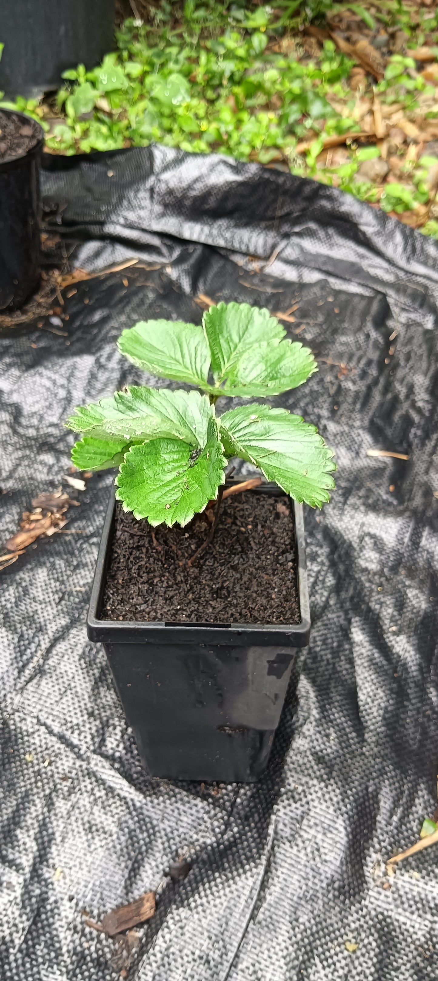 Strawberry Plants "Adina" Potted Plant