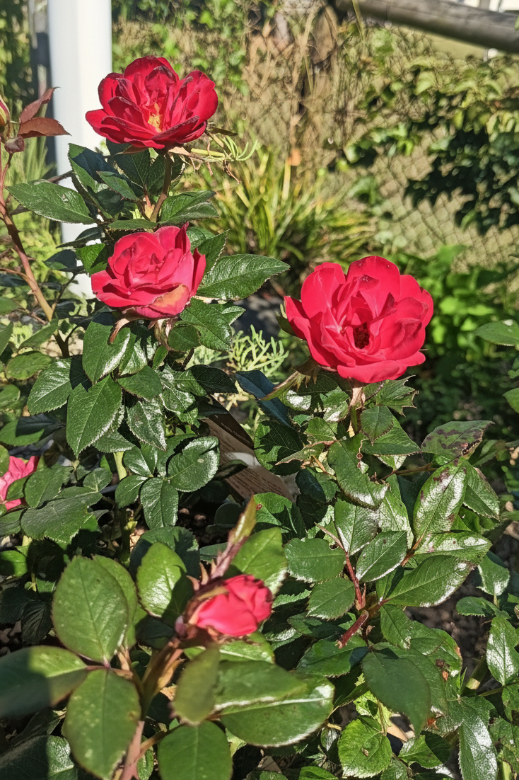 Rose Zepeti Meibenbino